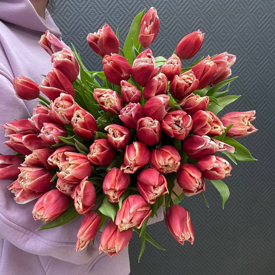 Букет из красно-белых пиновидных тюльпанов