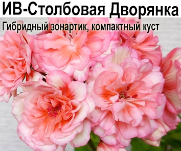 Пеларгония розебудная ИВ-Столбовая Дворянка  НОВИНКА