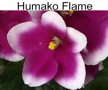 Humako Flame (Humako)
