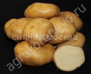 Картофель семенной Лорх супер элита 2 кг (Коренево)