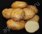 Kartofel-semennoj-Lorh-super-jelita-2-kg-Korenevo