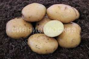 Картофель семенной Садон суперэлита 2 кг (Коренево)