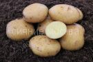 Kartofel-semennoj-Sadon-superelita-2-kg-Korenevo