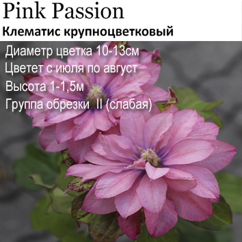 Клематис крупноцветковый Pink Passion