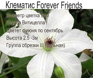 Клематис крупноцветковый Forever Friends