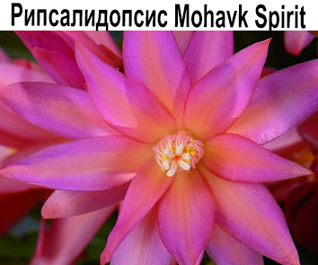 Рипсалидопсис Mohawk Spirit