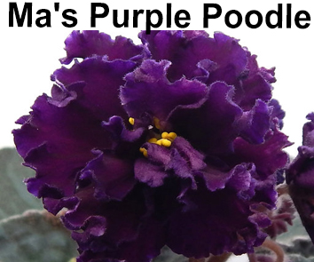 Ma's Purple Poodle