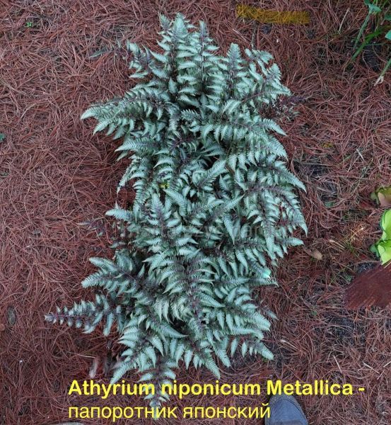 Athyrium niponicum Metallica - папоротник японский