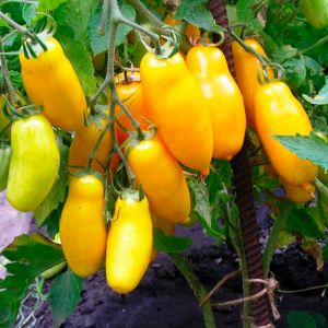 Набор семян Топ 10 томатов Агрофирмы Поиск