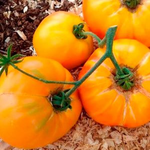 Набор семян Топ 10 томатов Агрофирмы Поиск