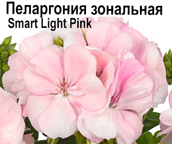 Пеларгония зональная Smart Light Pink