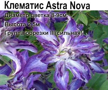 Клематис крупноцветковый Astra Nova