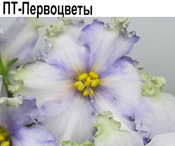 ПТ-Первоцветы (Пугачева)