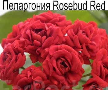 Пеларгония розебудная Rosebud Red