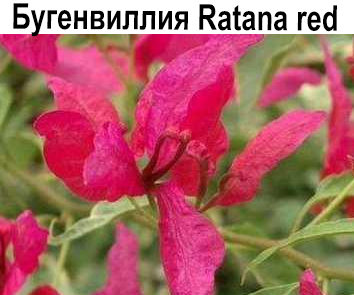 Бугенвиллия Ratana Red
