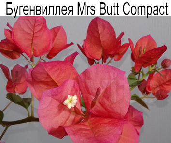 Бугенвиллия Mrs Butt Compact