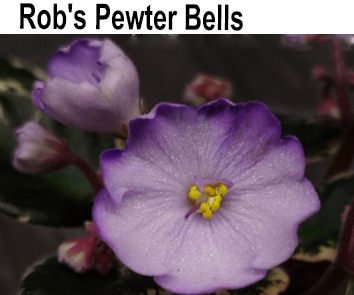 Rob s Pewter Bells (Robinson)