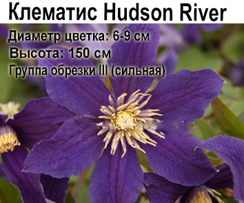 Клематис крупноцветковый Hudson River