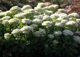 Очиток видный Стардаст (Sedum spectabile Stardust)