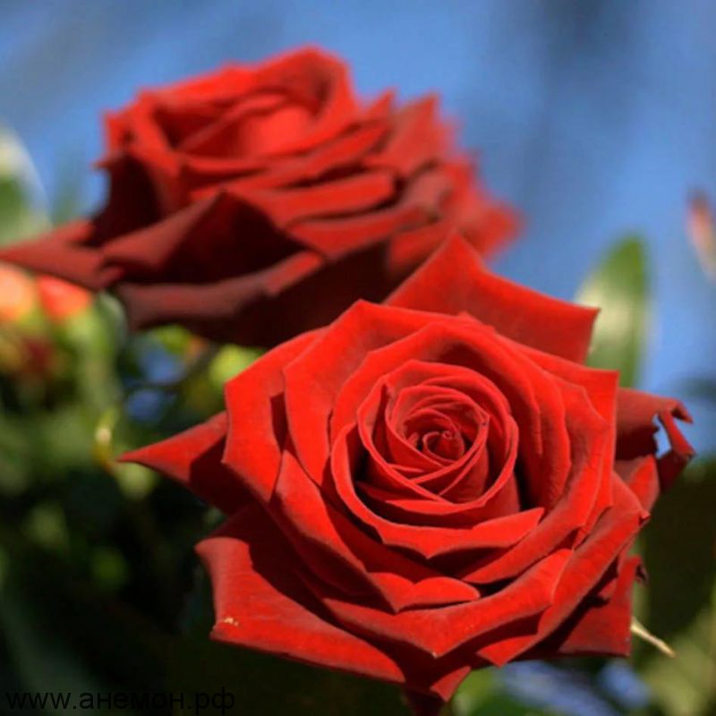 Роза чайно-гибридная "Лавли Ред"