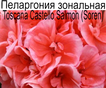 Пеларгония зональная Toscana Castello Salmon (Soren)