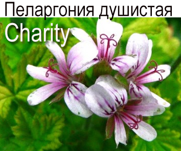 Пеларгония душистая Charity
