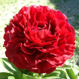 Пион молочноцветковый Ред Сара Бернар (Red Sarah Bernhardt)