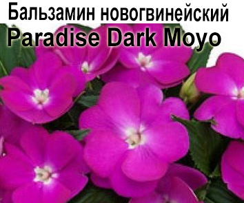 Бальзамин новогвинейский Paradise Dark Moyo