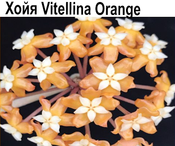 Хойя Vitellina Orange