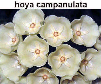 Хойя Campanulata