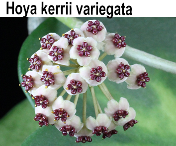 Хойя Kerrii Variegata