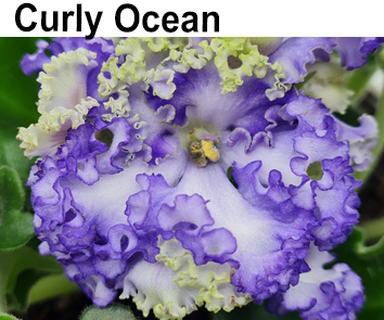 Curly Ocean