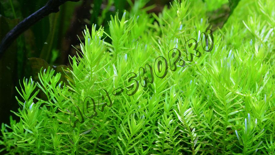Ротала ротундифолия зеленая (Rotala rotundifolia sp. green)