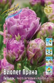 Тюльпан	Виолет Прана (Tulipa Violet Pranaa), МАХРОВЫЙ МНОГОЦВЕТКОВЫЙ, 10/11, 1 шт