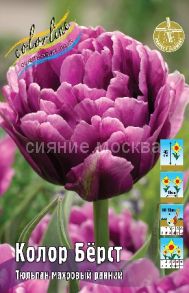 Тюльпан	Колор Бёрст (Tulipa Color Burst), МАХРОВЫЙ РАННИЙ, 11/12, 1 шт