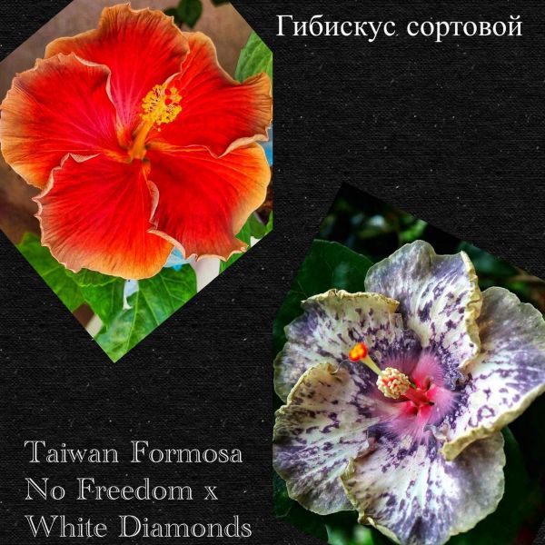 Гибискус сортовой Taiwan Formosa No Freedom x White Diamonds