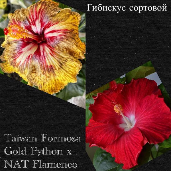 Гибискус сортовой Taiwan Formosa Gold Python x NAT Flamenco