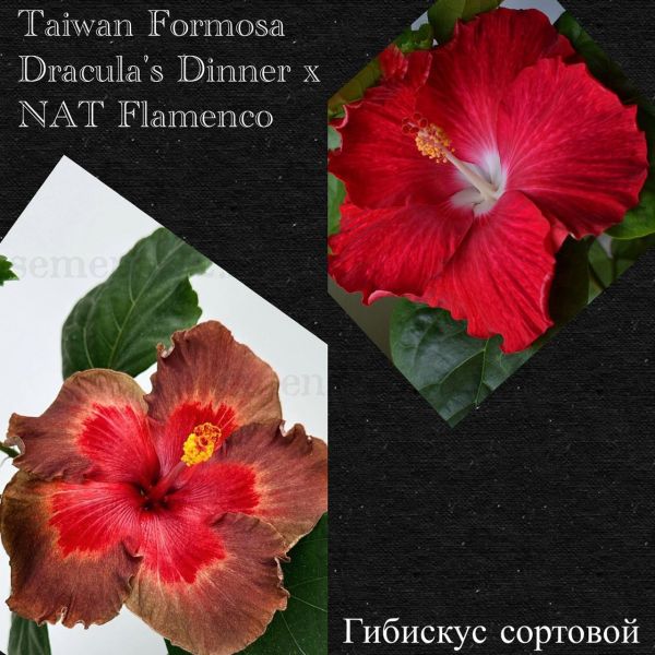 Гибискус сортовой Taiwan Formosa Dracula's Dinner x NAT Flamenco