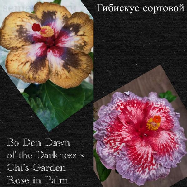 Гибискус сортовой Bo Den Dawn of the Darkness x Chi's Garden Rose in Palm