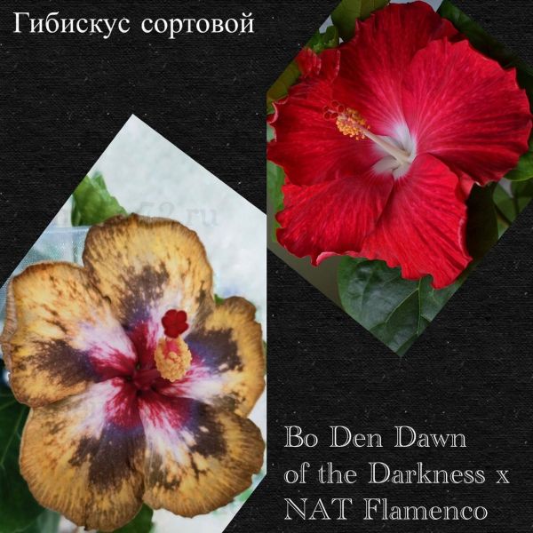 Гибискус сортовой Bo Den Dawn of the Darkness x NAT Flamenco