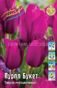 Тюльпан	Пурпл Букет (Tulipa Purple Bouquet), МНОГОЦВЕТКОВЫЙ, 11/12, 1 шт