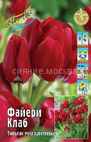 Тюльпан	Файери Клаб (Tulipa Fiery Club), МНОГОЦВЕТКОВЫЙ, 11/12, 1 шт