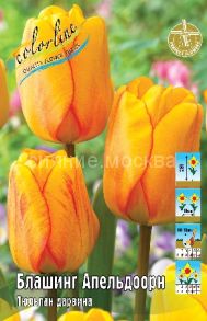 Тюльпан	Блашинг Апельдоорн (Tulipa Blushing Apeldoorn), ДАРВИНОВСКИЙ, 12/+, 1 шт