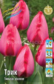 Тюльпан	Трик (Tulipa Trick), ДАРВИНОВСКИЙ, 11/12, 1 шт