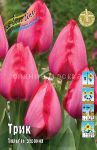 Tyulpan-Trik-Tulipa-Trick-DARVINOVSKIJ-11-12-1-sht