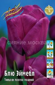 Тюльпан	Блю Эймебл (Tulipa Bleu Aimable), ПРОСТОЙ ПОЗДНИЙ, 11/12, 1 шт