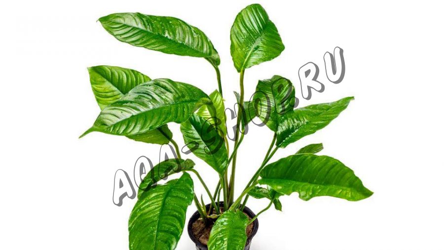 Анубиас Разнолистный (Anubias heterophylla)