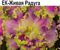 ЕК-Живая Радуга (Коршунова)  НОВИНКА