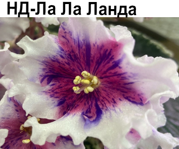 НД-Ла Ла Ланда