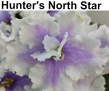 Hunter`s North Star